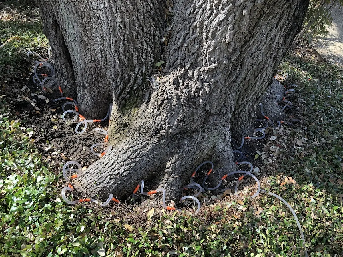 Detailed Tree Cabling and Bracing job site in Thompsons Station