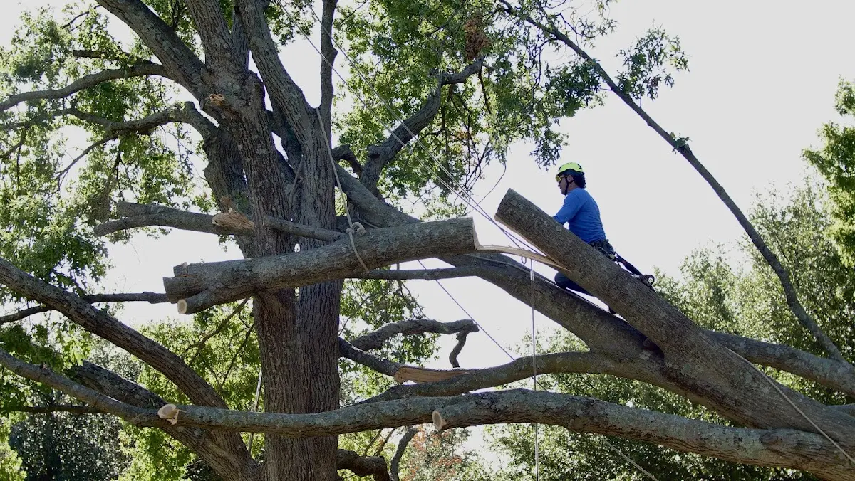 Professional Crown Thinning performed by certified arborists in Thompsons Station