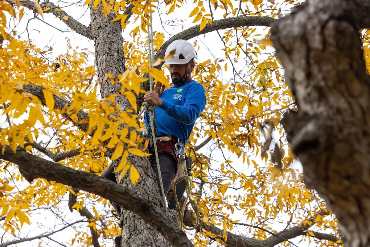 Skilled Tree Pruning crew working in Thompsons Station