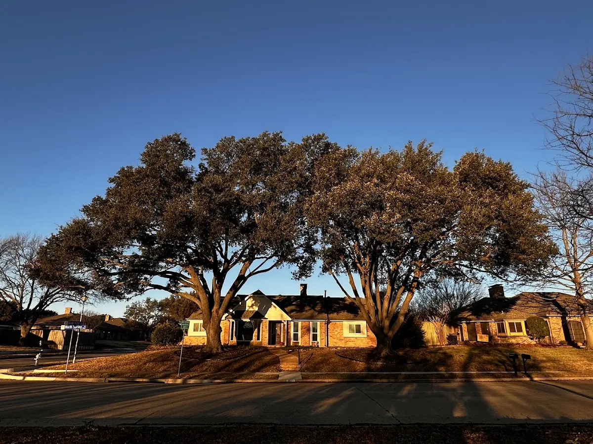 Established residential canopy tree shading a home in Thompsons Station